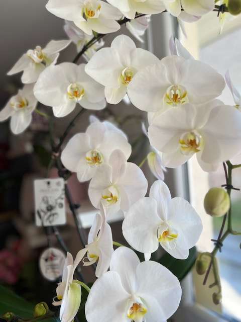 orchidee 1